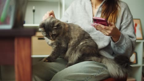 woman petting cat and using smartphone. female owner stroking grey kitten close-up. furry pedigreed pet relaxing and purring. little best friends. happy domestic animals at home