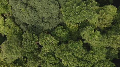 aerial forward dolly drone medium shot of lush green tropical exotic rain forest canopy in the jungle on a island in thailand