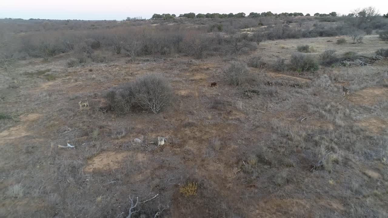 Video aereo di cervi dalla coda bianca e cinghiali selvatici in un ranch in Texas