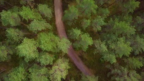 Wild pine forest with green moss and heather under the trees, slow aerial top down shot over the tree tops, natural forest road, sunny autumn day, wide angle birdseye drone shot moving forward