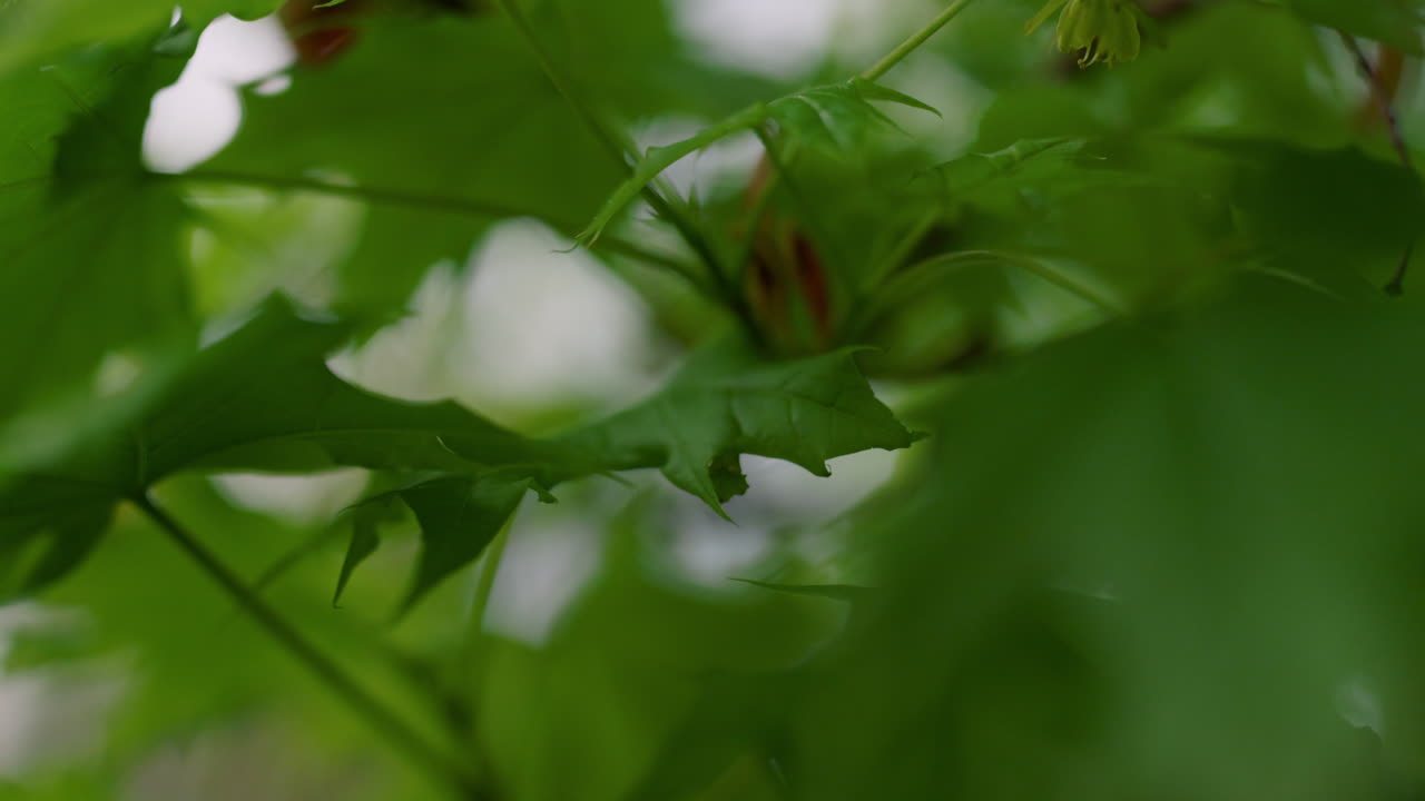 зеленая ветвь дерева цветет на фоне белого неба среди свежей травы.