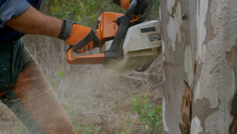 leñador con motosierra cortando el tronco del árbol 4k