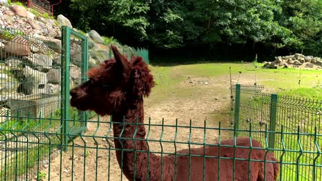 Potrait-close-up-of-brown-alpaca-enjoying-the-good-weather-in-zoo-during-sunshine