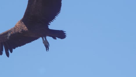 sub adult andean condor closeup gliding in air wings spread and the feet dangling showing its talons