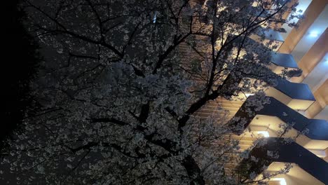 Flores-De-Cerezo-Iluminadas-Por-Farolas-Por-La-Noche,-Proyectando-Un-Resplandor-Sobre-Las-Flores-Con-Un-Edificio-Al-Fondo.