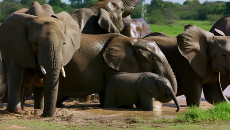 herd of elephants, including a baby, enjoying a mud bath in a waterhole