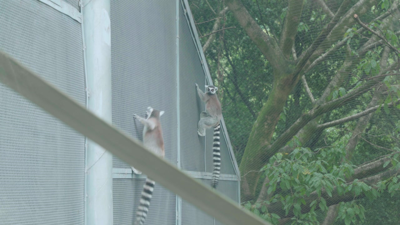 Static wide shot of two ring-tailed lemurs clinging and climbing on metal mesh wall inside zoo enclosure with lush green tree canopy visible in background, overcast light.
