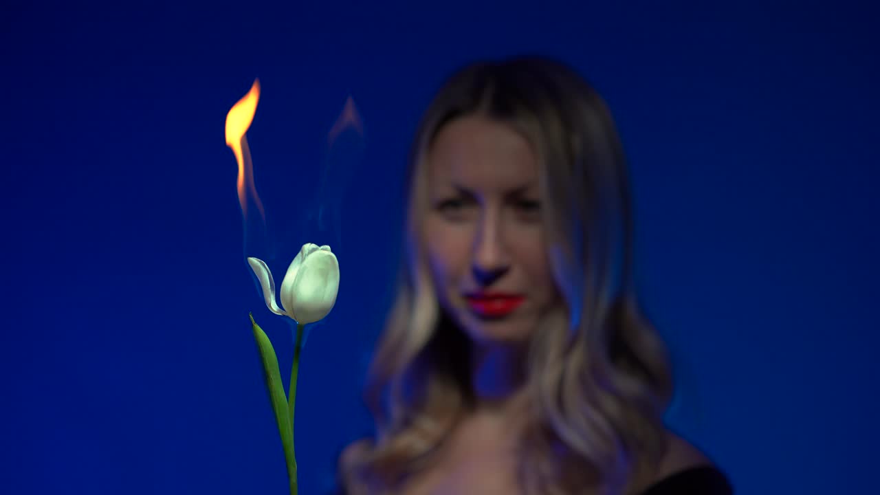 Out of focus young beautiful blonde woman with luscious red lips holding a burning white tulip flower near her face as a petal starts to fall on a vivid dark blue background - 4K