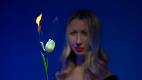out of focus young beautiful blonde woman with luscious red lips holding a burning white tulip flower near her face as a petal starts to fall on a vivid dark blue background - 4k
