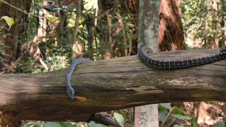 Pitone nel suo ambiente naturale a caccia nella foresta - Pitone Diamante