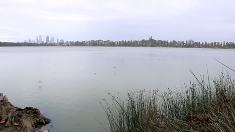 pequeños pájaros volando bajo sobre el lago monger con el horizonte de la ciudad de perth en el fondo