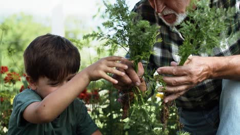 Video-of-boy-picking-carrots-from-a-vegetable-patch