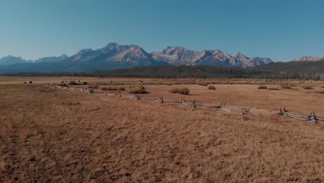 4K-Drone-fly-over-cows-and-country-field-in-the-Sawtooth-Mountains,-Stanley-Idaho