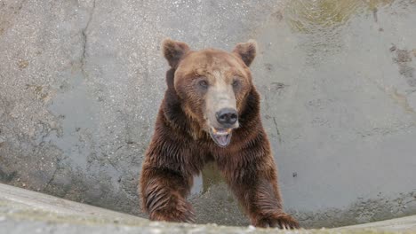 Visitors-to-the-zoo-feed-a-bear-with-apples