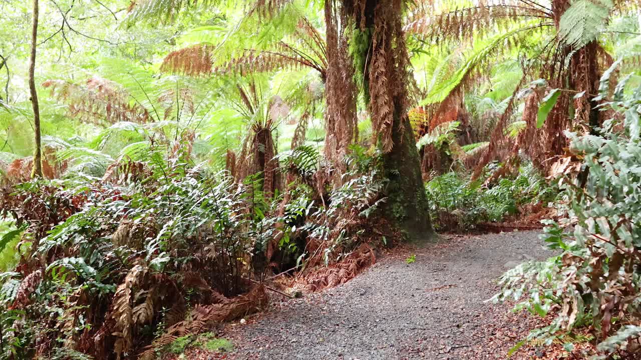 un camino sereno a través de la exuberante selva tropical