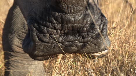 close-up of mouth of white rhino chewing on dry grass, golden hour
