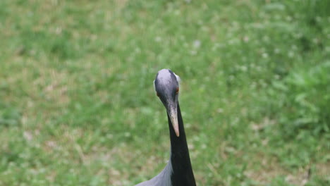 close-up portrait of a demoiselle crane  bird.