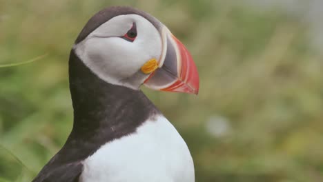 atlantic puffin on the westfjords of iceland looking around