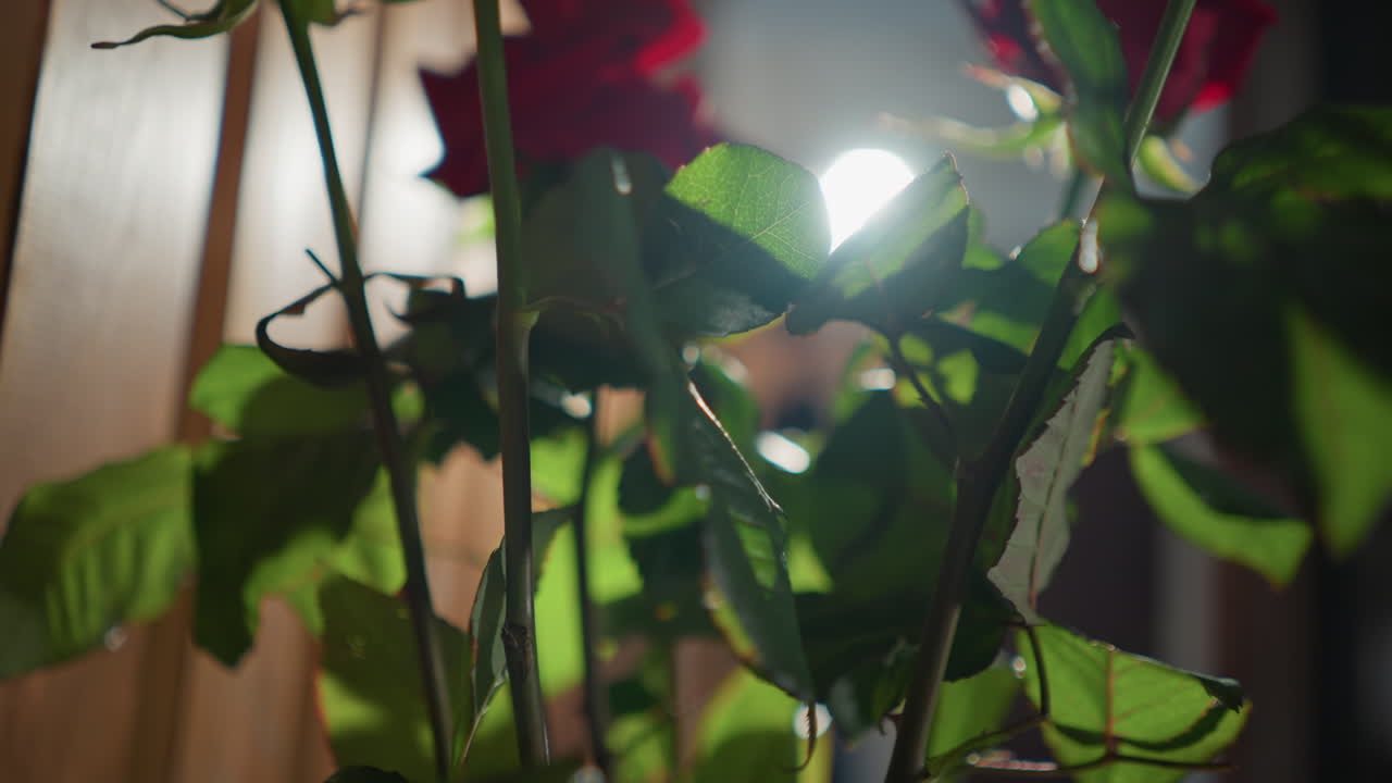 Close-up of vibrant red roses with sunlight shining through leaves, soft focus on flower petals, bright and fresh mood, capturing beauty of nature in a cozy indoor setting