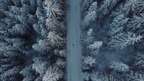 Excursionista-Caminando-Por-La-Carretera-Central-Que-Atraviesa-Un-Bosque-Alpino-Cubierto-De-Nieve