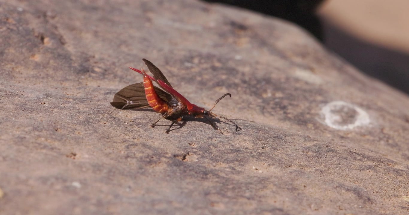 Coleottero licide dalle ali reticolate rosso che spiega le ali su una pietra; mostra macro mattutina al rallentatore dell'addome.