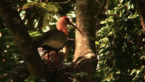 ibis de cuello largo, nido de ibis, nido de ibis soleado, en un árbol, hábitat de la selva de manglares