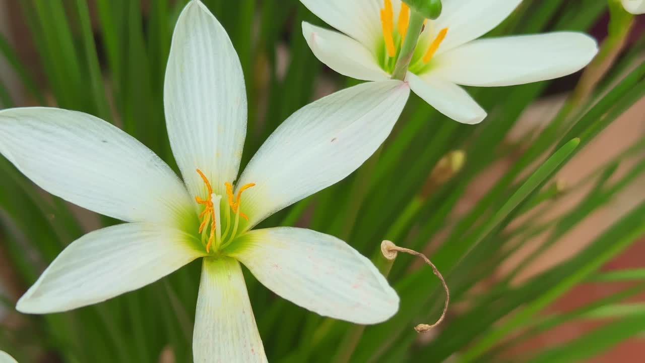 A cluster of elegant white Zephyranthes candida, commonly known as White Rain Lilies, set against a lush backdrop of vibrant green, grass-like foliage