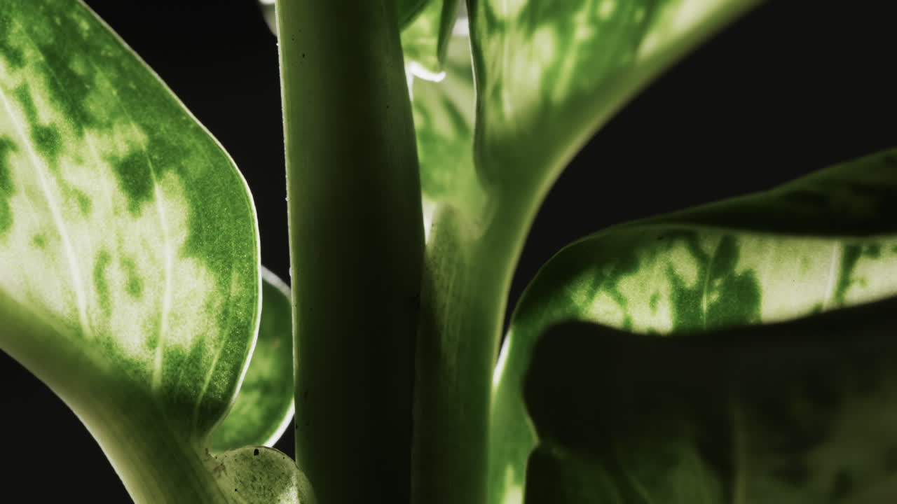micro vídeo de primer plano de las hojas verdes con espacio de copia