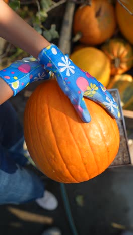 una mujer recogiendo una calabaza.