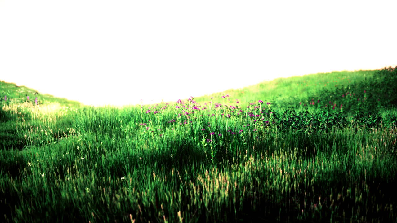 신선한 풀이 있는 아름다운 초원 들판