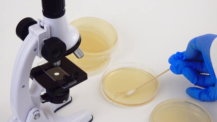 laboratory microscope examines a nutrient agar culture as part of a biological research experiment, highlighting microbiology techniques used to study bacterial growth