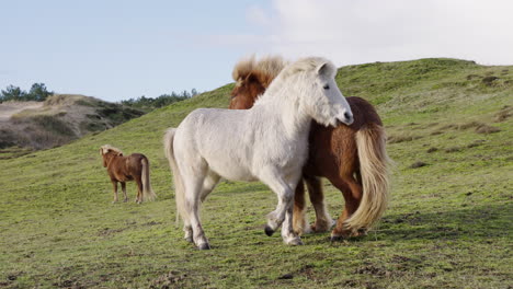 Dos-Caballos-Islandeses-Jugando-Juntos-En-Cámara-Lenta