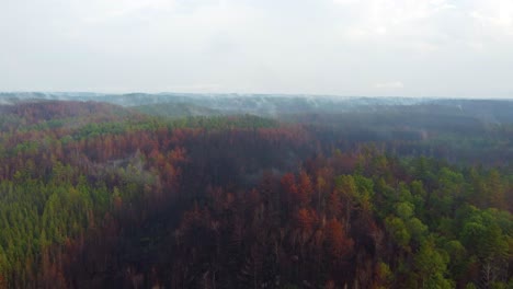 Toma-Aérea-De-Avance-De-Un-Bosque-De-Pinos-Verdes-Con-Niebla-Ligera-En-Canadá