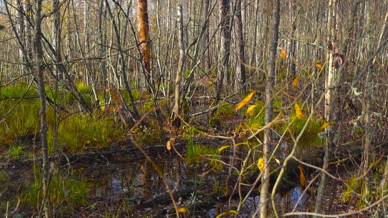 Movimento orizzontale su una zona umida autunnale nella torbiera di Pääsküla, Estonia. Alberi caduti su terreno paludoso con acqua di palude e muschio di torba. La vista si sposta su una fitta area paludosa con alberi decidui spogli. Atmosfera serena