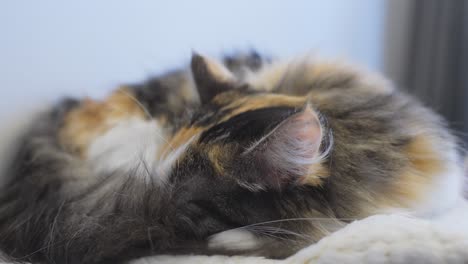 long-haired calico cat sleeping peacefully during daylight