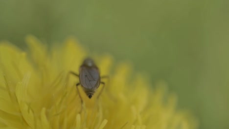 horse fly on a dandelion