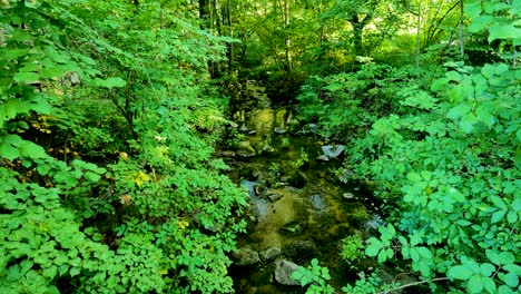 el sol sale sobre el pequeño arroyo que fluye tranquilamente en medio del bosque