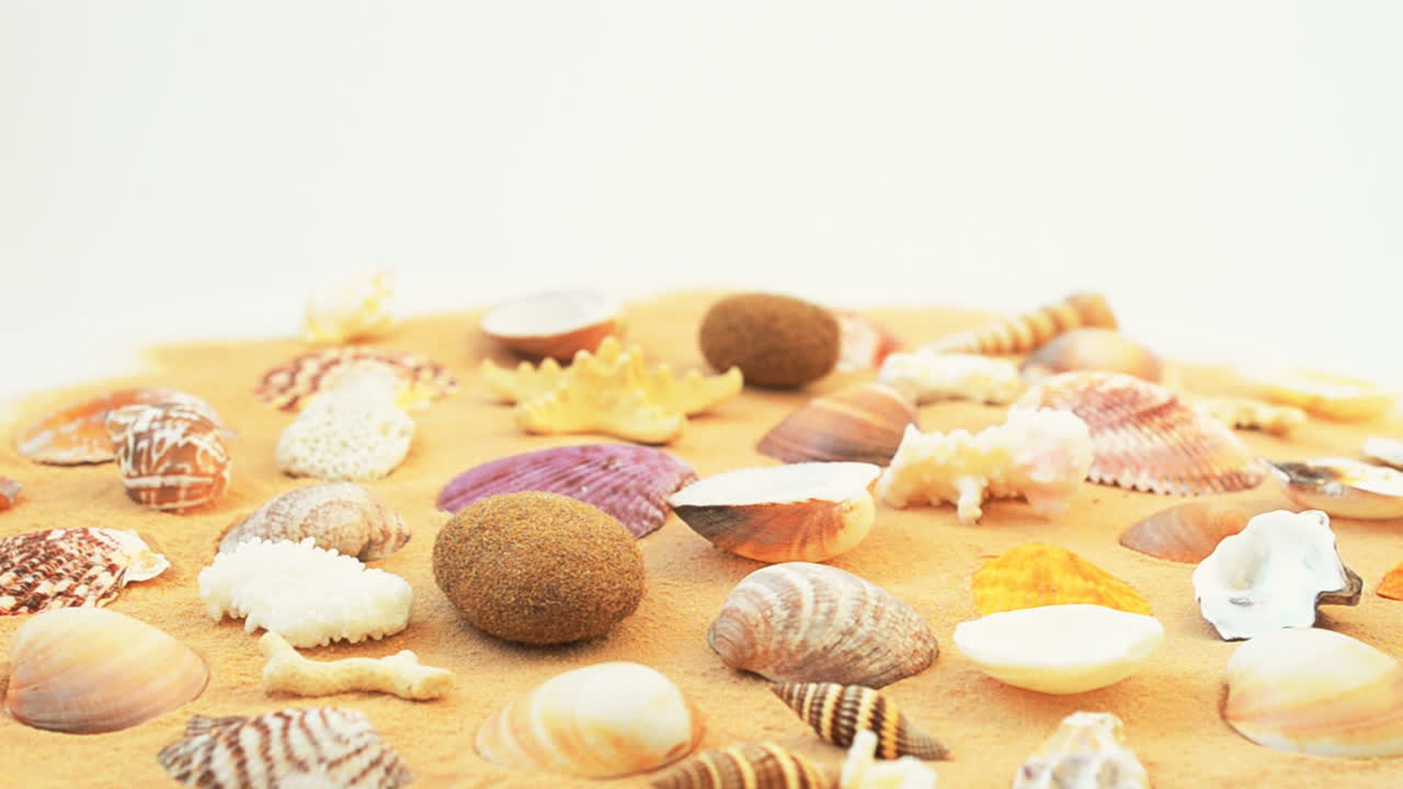 Cockleshells on sand on white background. Shooting with conducting