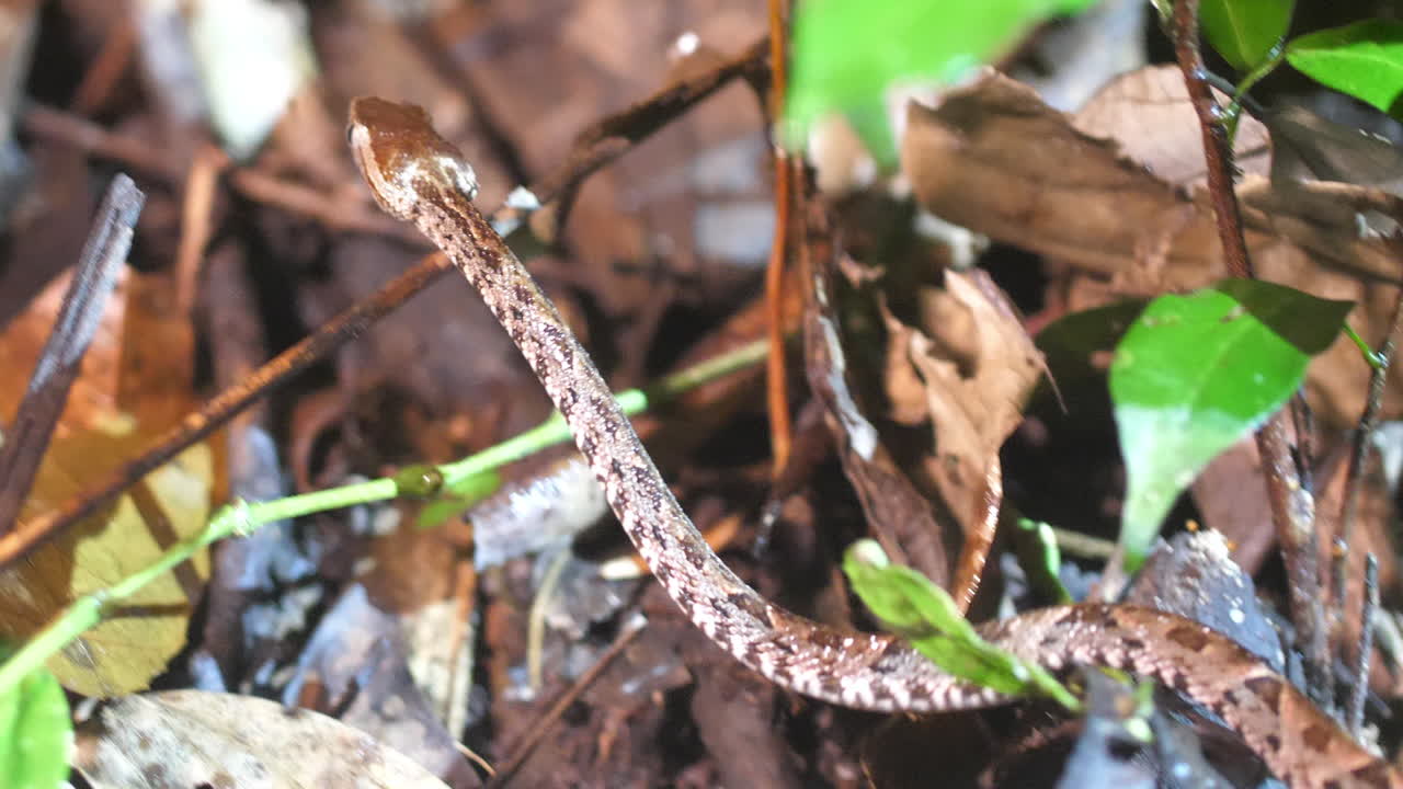 una joven víbora fer-de-lance se desliza por el suelo del bosque de costa rica
