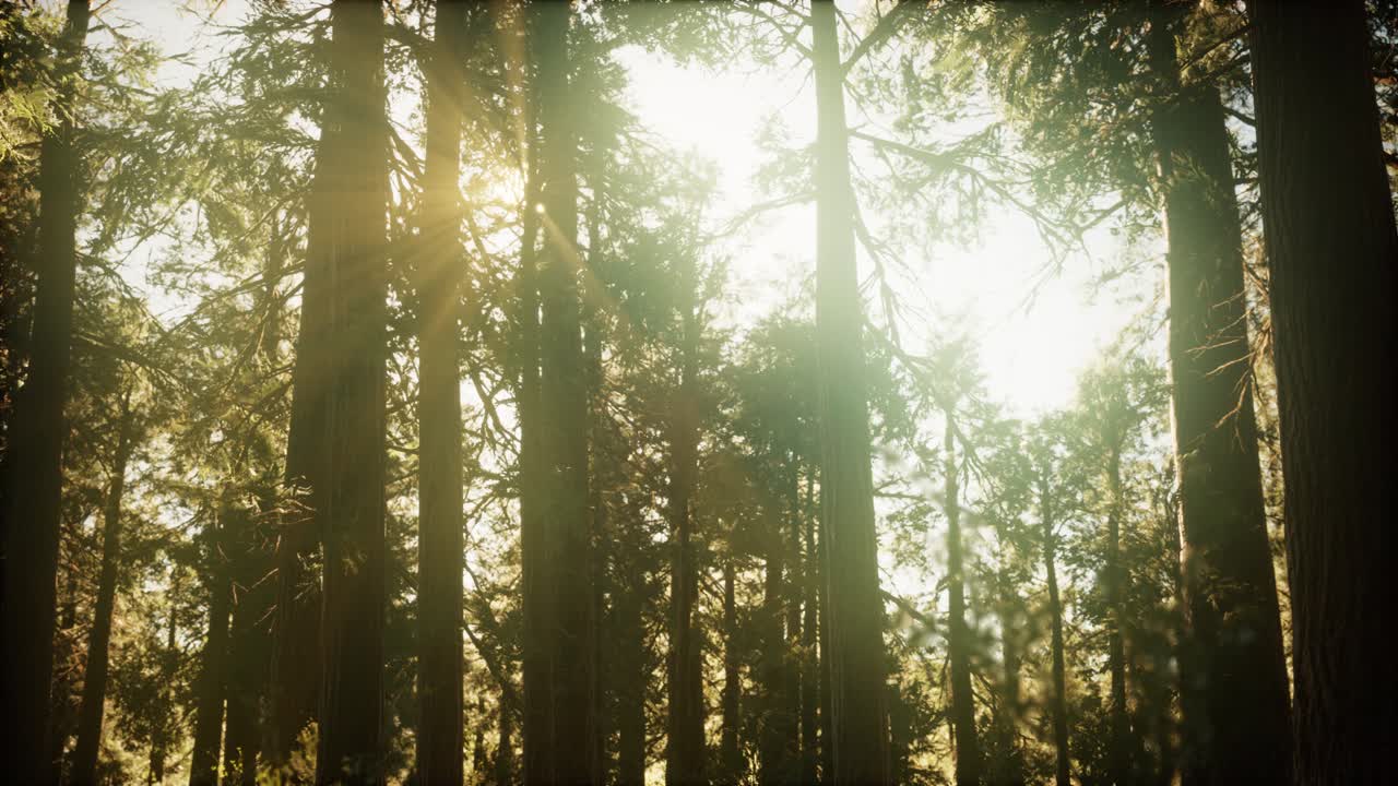гиперлапс в лесу секвойи от восхода солнца