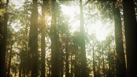 hiperlapso en el bosque de secuoyas desde el amanecer