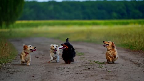 dogs jumping up towards drone. dogs trying to catch flying drone