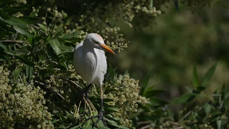 garcilla bueyera vagando por los árboles de la tierra pantanosa de bahrein en busca de comida