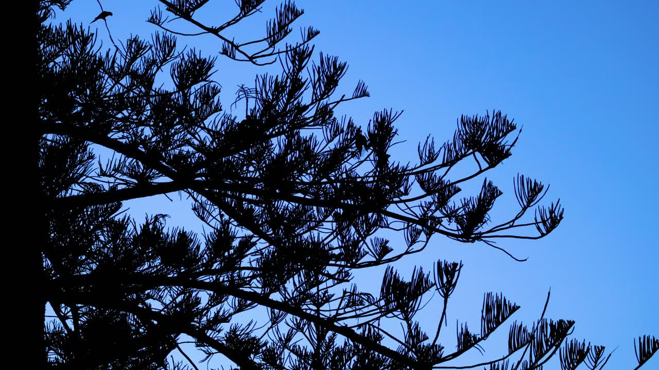 소나무 가지 의 실루 을 그린 정적 한 모습