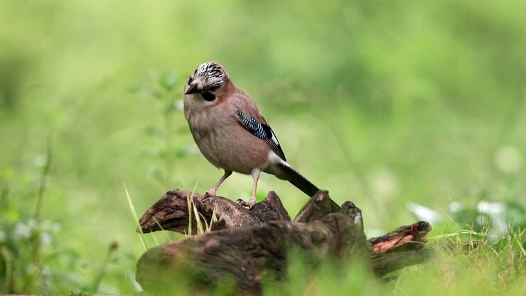 Attentive Garrulus glandarius songbird sitting on tree and looking away