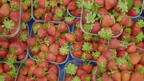 fresh strawberries in plastic containers