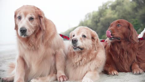 cute golden retriever dogs laying down on the sand and resting on the beach in the morning