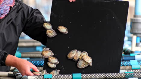 guide shows south african abalone haliotis midae cultivated on commercial farm