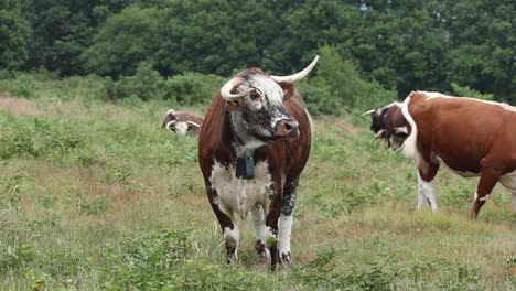longhorn cattle at kinver edge. staffordshire. england. uk. summer. 2025