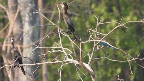 loro comiendo semillas en el árbol